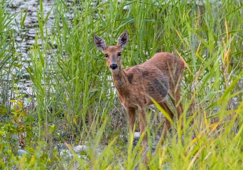 Female red deer hind, servus elaphus, in the grass photo