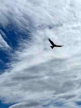 Eagle flying in the cloudy sky photo
