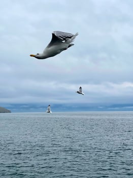 Seagull flying in the sky over Lake Baikal photo