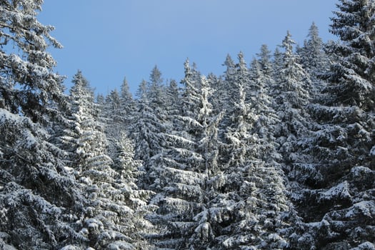 Fir trees in winter, Jura mountain, Switzerland photo
