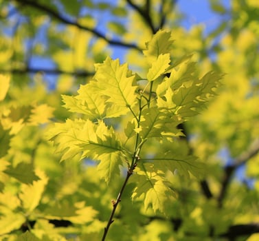Yellow oak leaves photo
