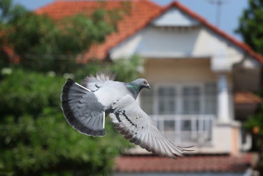 homing pigeon flying photo