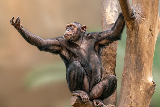 one adult chimpanzee sitting in a tree stretching out his arm begging photo