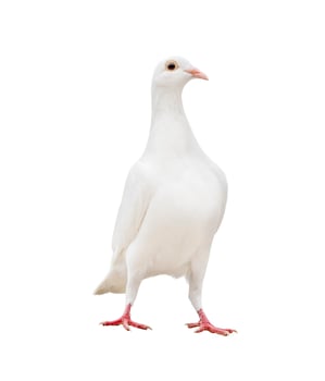 white feather pigeon standing isolated white background photo
