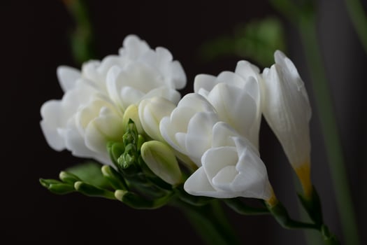 Top view of graceful, beautiful, snow-white freesia flowers, green flower buds photo