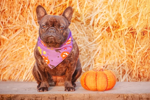 A dog in a Halloween bandana. A French bulldog of tiger color next to a pumpkin. photo