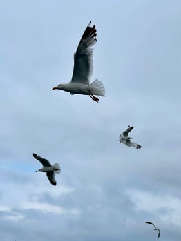 Seagull flying in the sky over Lake Baikal photo
