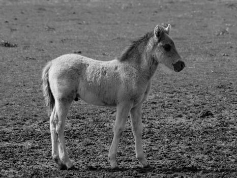 wild horses and foals photo