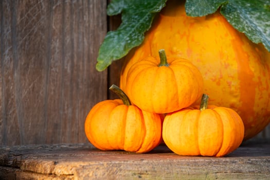 Close up of Mini Pumpkins on an Old Wood Bench photo