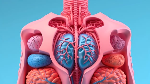 3D illustration mockup of the human organ system, Anatomy, Nervous, circulatory, digestive, excretory, urinary,and bone systems. Medical education concept, Generative AI illustration photo