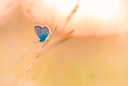 Nature background concept. Beautiful summer meadow background. Inspirational nature closeup. Fantastic floral spring abstract background of nature. Amazing floral sunny backdrop, natural colors photo