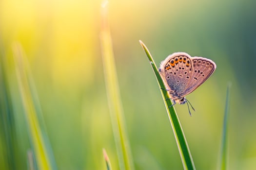 Nature background concept. Beautiful summer meadow background. Inspirational nature closeup. Fantastic floral spring abstract background of nature. Amazing floral sunny backdrop, natural colors photo