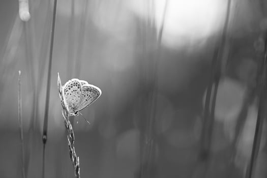 Abstract black and white nature background concept. Beautiful blurred summer meadow with bright butterfly background. Inspirational nature closeup. Outdoor natural garden macro, artistic nature photo