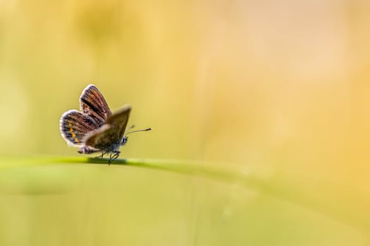 Butterfly in sunset grass meadow, peaceful nature scenery. Fantastic tranquil natural floral background. Colorful closeup meadow on bright foliage nature background. Amazing spring summer backdrop photo