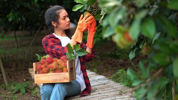 Beautiful young asian girl picking rambutan fruit from tree in her garden. photo