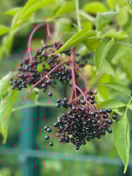 black elderberries and green leaves on the background photo