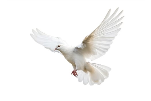 White pigeon isolate on white background.. photo