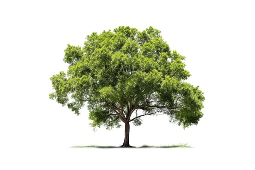 Tree isolated on white background.. photo