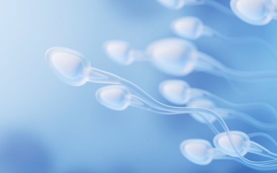 Human sperm cells, 3d rendering. photo