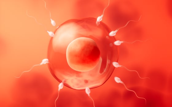 The union of sperm and an egg cell, 3d rendering. photo