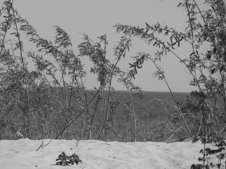 at the baltic sea nesar gdansk in poland photo