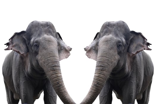 elephant in the zoo with animal theme photo