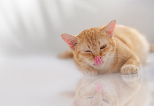 Orange pregnant female cat Tongue sticking out clearly  see the details.   Licking hair with pleasure alone On the white glossy floor was a reflection. Bright  lovely  cheerful. Enjoy lying down. photo