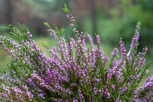 The purple heather blooms. Autumn is here. The forest and blue sky photo