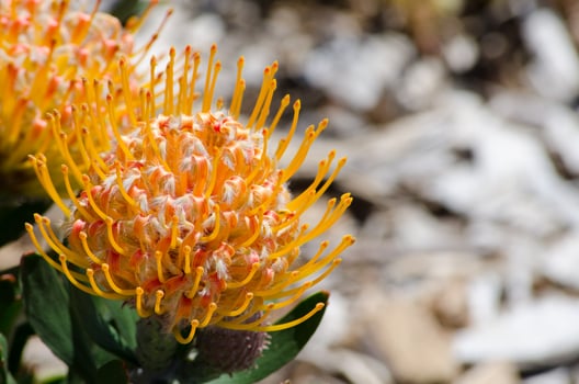 Flowers of Madeira Orange fast growing shrub with a mounding form Blossom in a spring season at a botanical garden. photo