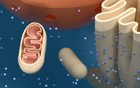 Internal structure of an animal cell, 3d rendering. Section view. photo