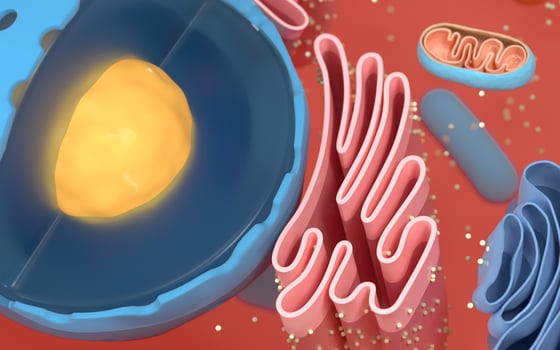 Internal structure of an animal cell, 3d rendering. Section view. photo