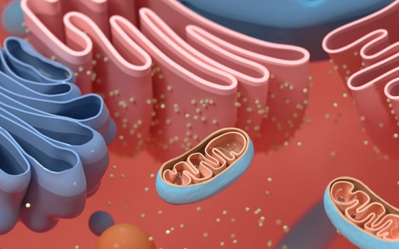 Internal structure of an animal cell, 3d rendering. Section view. photo