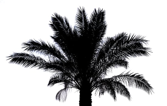 Palm tree silhouette photo