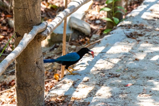 Yucatan jay bird eats eating berry fruit tropical nature Mexico. photo