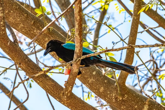 Yucatan jay bird eats eating berry fruit tropical nature Mexico. photo