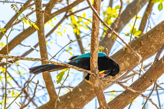 Yucatan jay bird eats eating berry fruit tropical nature Mexico. photo