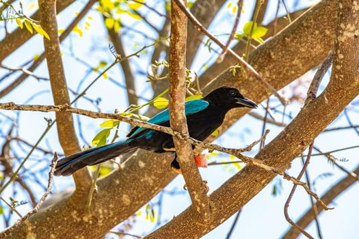 Yucatan jay bird eats eating berry fruit tropical nature Mexico. photo