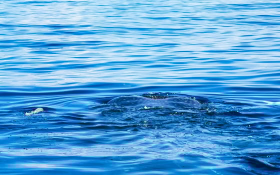 Huge whale shark swims on the water surface Cancun Mexico. photo
