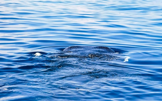 Huge whale shark swims on the water surface Cancun Mexico. photo