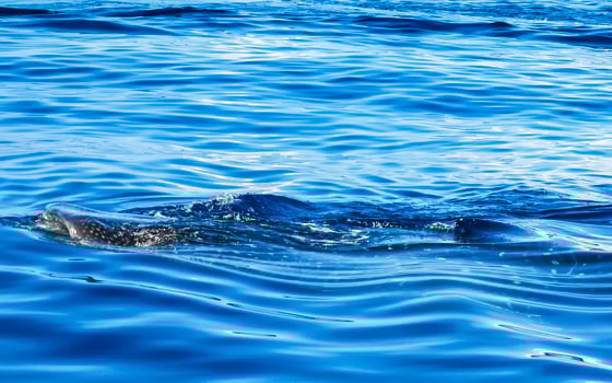 Huge whale shark swims on the water surface Cancun Mexico. photo