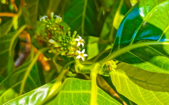 Noni fruit Morinda citrifolia with flowers popular with ants Mexico. photo