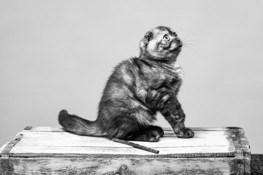Gray cat with beautiful eyes on a grey background. photo