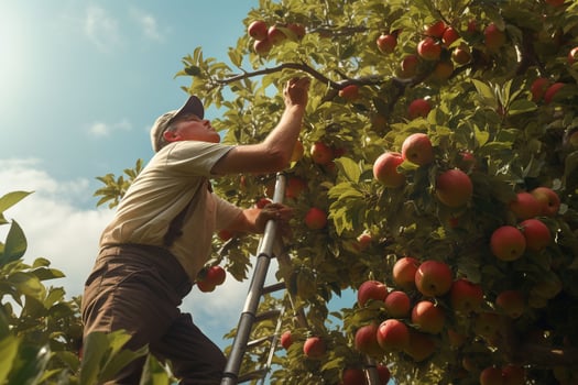 Farmer harvesting apples in orchard on sunny day. Male gardener picking apples in orchard. ai generated pro photo