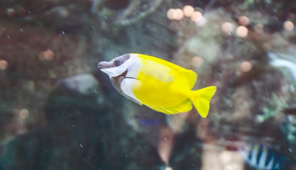 A yellow fish swimming in an aquarium photo