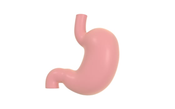 Human Internal Stomach Anatomy, 3d rendering. photo