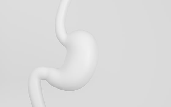 Human Internal Stomach Anatomy, 3d rendering. photo