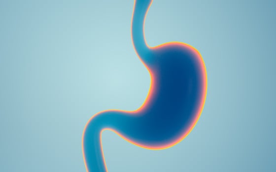 Human Internal Stomach Anatomy, 3d rendering. photo