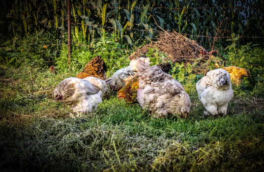 Hens on the green blurred background photo