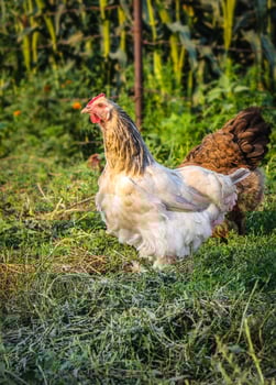 Hens on the green blurred background photo
