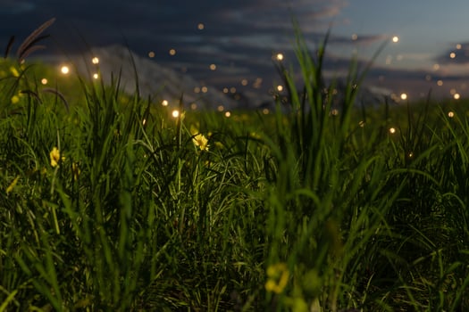 Flying glowworm over the grass field, 3d rendering. photo